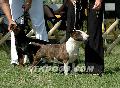 Pannonia Terrier show-Serbia